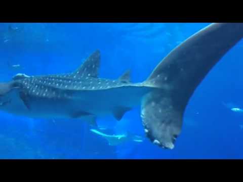 ジンベイザメ 大迫力の美ら海水族館 Youtube