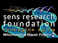 Sens research foundation  mitomouse project  lifespanio crowdfunding campaign
