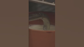 This is how authentic Greek yogurt is made. #Greekyogurt #yogurt #dairy #milk