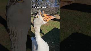 New friends! #goose #geese #drewandlulu