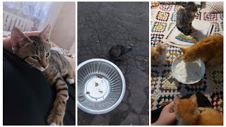 видео: VLOG 544: ПОДБРОСИЛИ ЩЕНКОВ... картинка: VLOG 544: ПОДБРОСИЛИ ЩЕНКОВ...