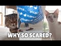 Why Are Cats Scared of Blue Packages? | Kittisaurus Villains