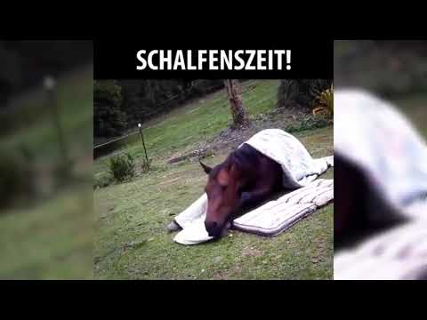 ♥cute-horse-doing-funny-things-2018♥-#03-soo-cute