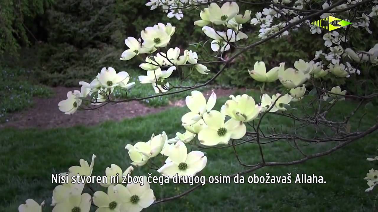 USTRAJNOST NA PRAVOM PUTU - Šejh Muhammed eš-Šenkiti