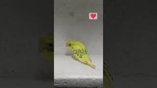 bajri parrot ke Chick 🐣🐣 kesa laga apko