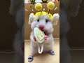 Cute Hamster Seven Doing Mukbang Again 🐹 | Tiny Food Feast! #hamster #hamstermukbang #shorts #fyp