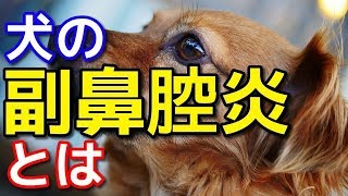 【愛犬のための知識】犬の副鼻腔炎とは【犬を知る】