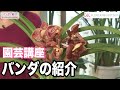 【園芸講座】バンダの紹介 テレビ 「楽しい花辞典」放映中 FLOWER-INN OOTSUKI