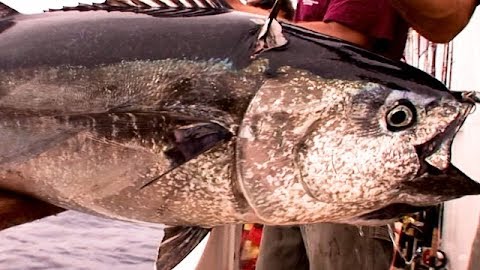 Yellowfin on the Chew! Desperation Reef