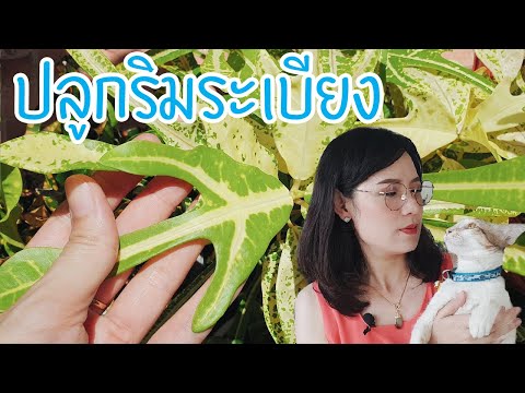 ต้นไม้ทนแดด ไว้ริมระเบียง ร้อนแค่ไหนสีทนได้ มี 4 ต้น