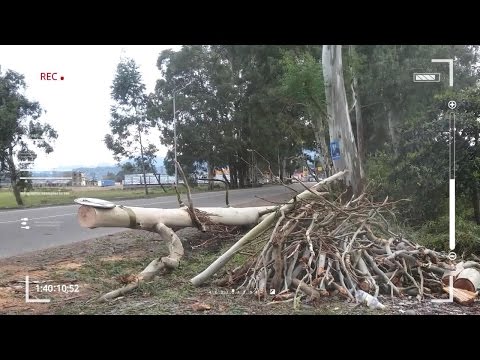 ბრძოლა ევკალიპტისთვის აჭარაში