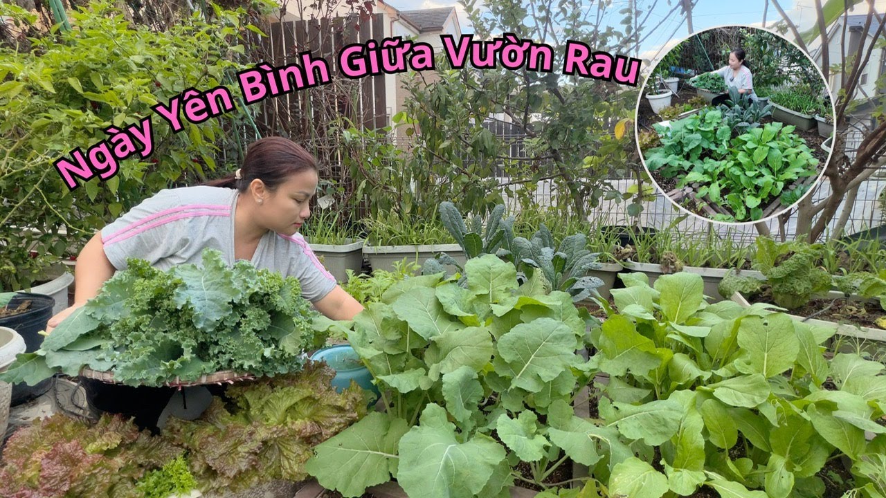 Hien Rau Một ngày hái rau tưởng bình thường… ai ngờ vườn rau của Q ra nông nỗi ...