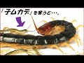 蟻戦争Ⅲ#198 「子ムカデ」を剥ぎ取られた親ムカデがとった意外な行動。 編~Centipede juvenile~