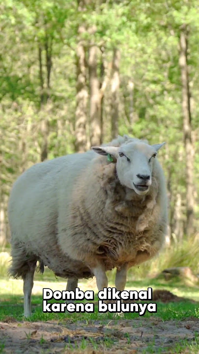 Fakta Unik Tentang Domba 🐑 yang Jarang Diketahui❗🤔