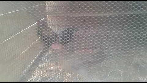 qaib qus qua zoo heev 17/2/2019