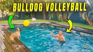Bulldog Plays Volleyball with a Guy in a Pool
