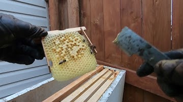 Moving a mini mating nuc into a nuc experiment.  Beginning beekeeping in texas