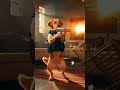 صدمة! لابرادور ووف ولى عميل FBI وهز الكلاش! 🔫🐕 ميو ميو ومولات الدار هربوا من الخلعة! 🤣🔥