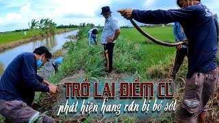 Bên Trong Cái Hang Bị Bỏ Sót Hôm Qua Là Một Con Rắn (Hổ Mang) Vàng Ngon Lành | TGSB # 174