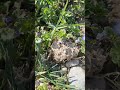 Fleißige Wildbiene sammelt Nektar von Vergissmeinnicht.