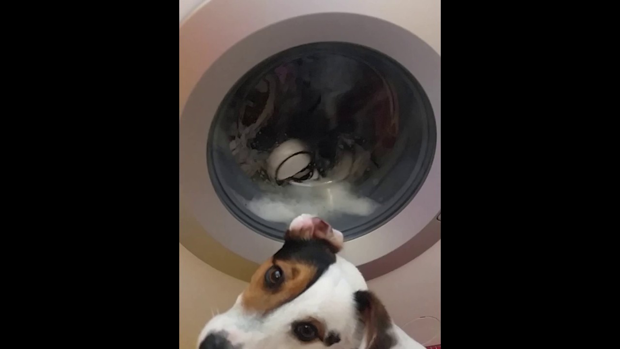 Jack Russel helps washing clothes YouTube