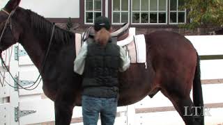 Celebrity LTR Training Tip #51: Adjusting Tack & Equipment Wealth