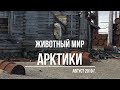 Животный мир Арктики. Карское море. Эклипс