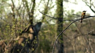 safariLIVE- Sunset Safari - November 16, 2019