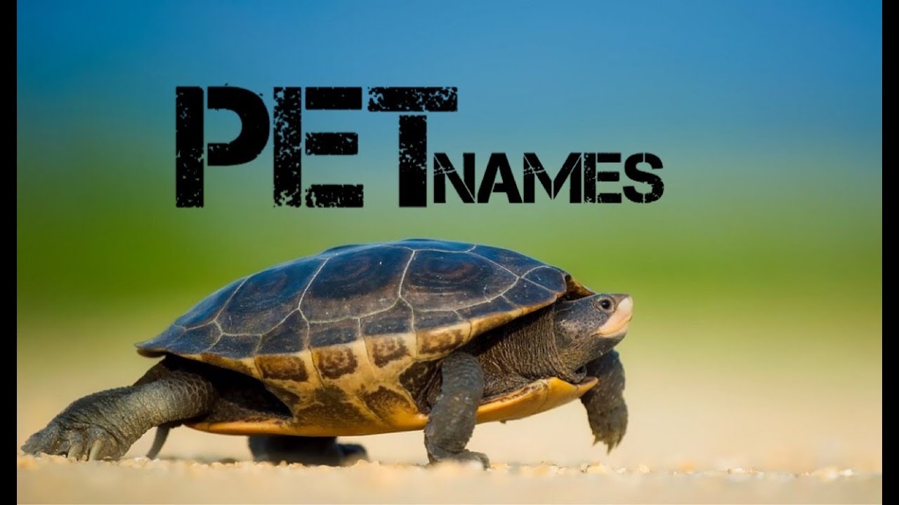 male turtle names beginning with b - YouTube - YouTube