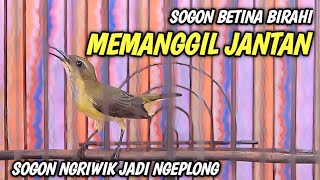 PANGGILAN SOGON BETINA BIRAHI MEMIKAT SOGON JANTAN‼️99% SANGAT AMPUH