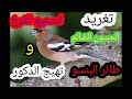 تغريد الحسون الضالم البنسو للتسميع الفرخ وتلقيم 