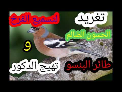 تغريد الحسون الضالم البنسو للتسميع الفرخ وتلقيم 