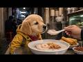 Tiny Golden Retriever Tries Guangzhou Boat Congee ASMR | 小金毛吃艇仔粥
