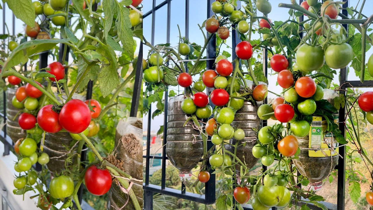 Как вырастить помидоры очень подходит для тех у кого нет огорода, много фруктов