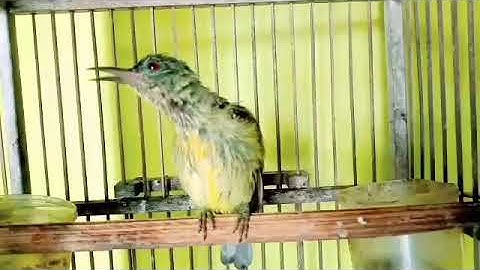 Suara kolibri Manggar trotol GACOR TEMBAKAN pedas || Kolibri kelapa gacor