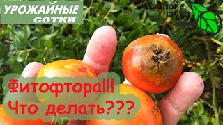 ФИТОФТОРА пришла. СДЕЛАЙТЕ ТАК ПРЯМО СЕЙЧАС!