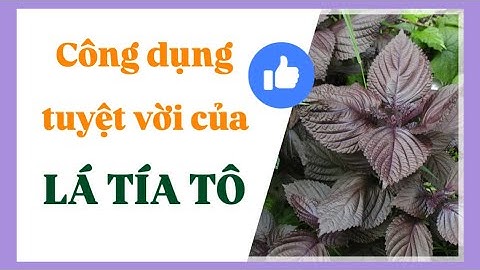 LÁ TÍA TÔ CÓ CÔNG DỤNG GÌ? BÍ QUYẾT SỨC KHOẺ TỪ THẢO MỘC QUEN THUỘC | Mẹo Vặt Sức Khoẻ