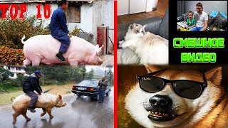 Смешное видео про животных / ТОП 10 Смешное видео про животных / ТОП 10