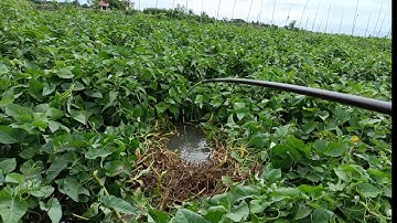 Lũi dô bãi rau dại trúng ổ cá chép Khủng kéo liệt cần câu xuống nước | Câu cá sông T360