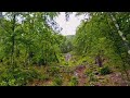 3D VR180 FOREST DREAM  - 3D FPV VR