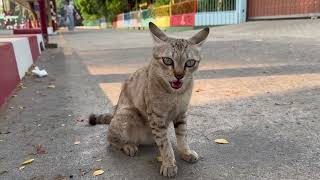 A cat in a hot day