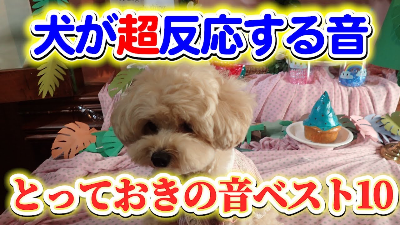音がなるわんこ 音源】犬が反応する音♪犬が首を傾げる音♪犬が喜ぶ音