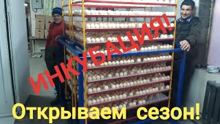 Инкубация. Открытие сезона 2020! Incubation egg