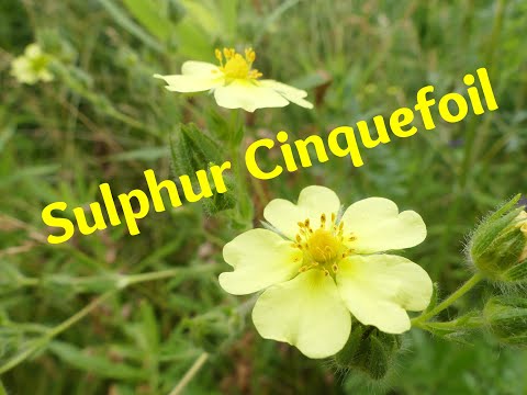 Video: Marsh cinquefoil: propiedades útiles, características de la aplicación y contraindicaciones