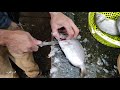 الطريقة الصحيحة لتنظيف أحسن أنواع السمك، الشارغو و فانيكا و السردين في مارشي سوق الاربعاء الغرب