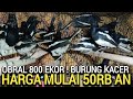 OBRAL SADIS ! 800 EKOR BURUNG KACER MULAI 50RB AN, JANGAN KEHABISAN