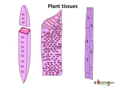 जानवर और पौधे के ऊतकों के बीच अंतर　ーAnimal vs Plant Tissue
