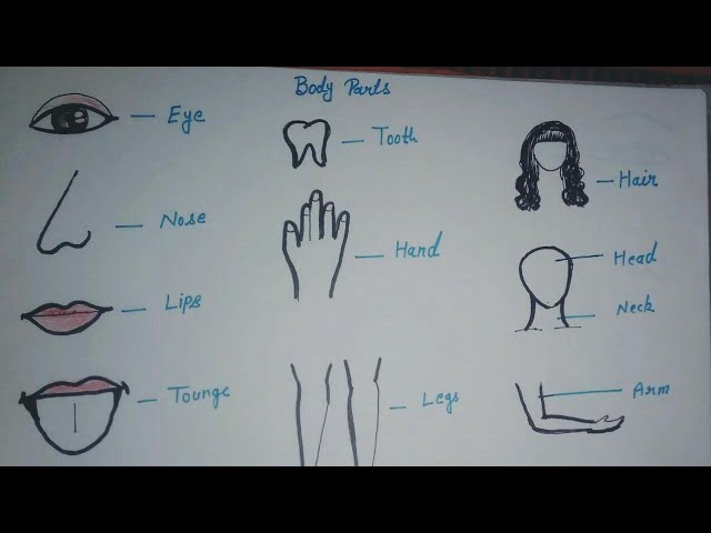 Easy Body Parts Drawing - Youtube