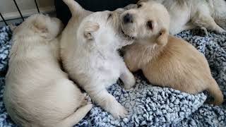 Day 27 Scottish Terrier Puppies  Houston we have scottie puppies.  Puppies or Poopies....