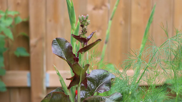 Why Do Plants Bolt? 🌱 Tips to Prevent Bolting and Keep Your Plants Healthy